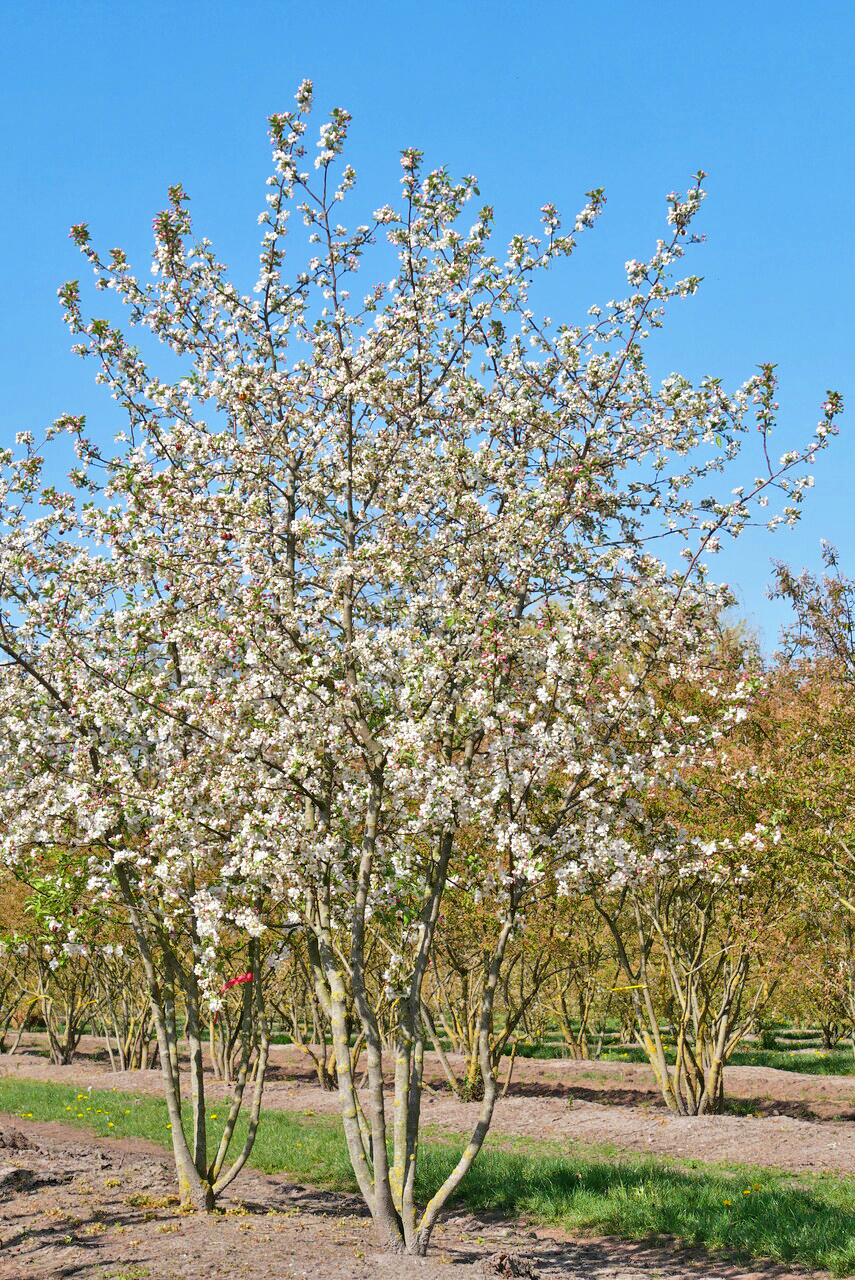 Malus 'Evereste' | Flowering Crab - Van den Berk Nurseries